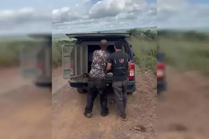 Dois homens presos por abate e furto de gado em fazenda no DF