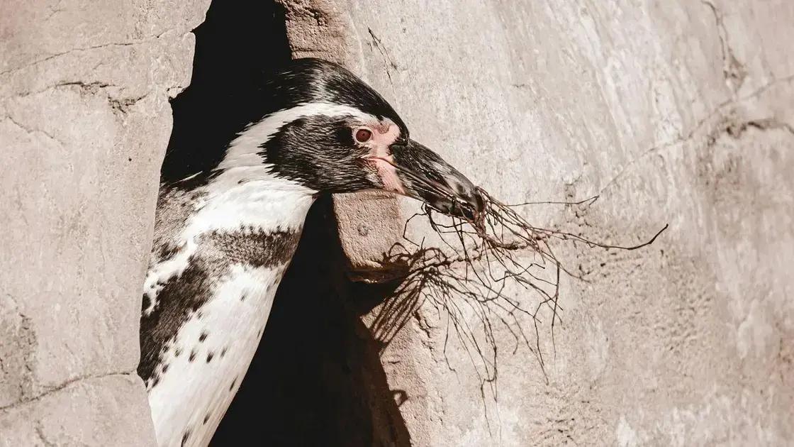 Temporada de nidificação dos pinguins no aquário de Chicago começa