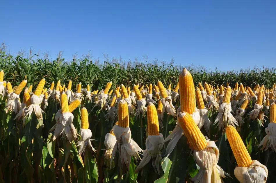 USDA revisa projeção da safra brasileira de milho para 126 milhões de toneladas
