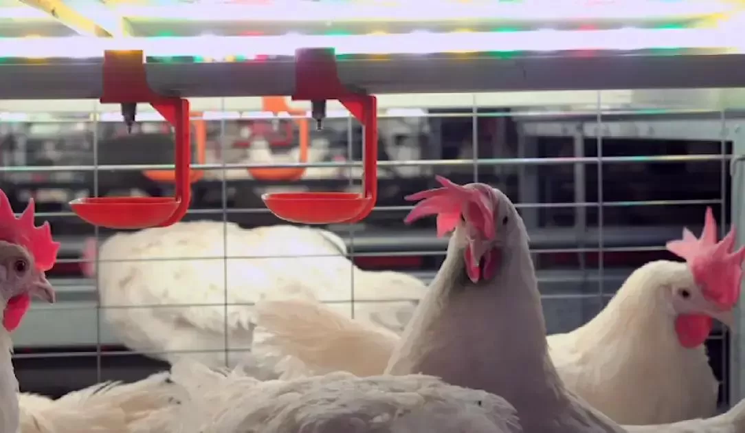 Alta nos preços do frango e ovos nas vésperas do Dia das Mães