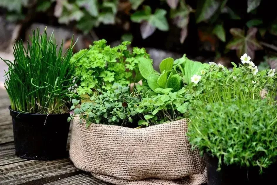 Demanda crescente por plantas aromáticas e medicinais no Brasil