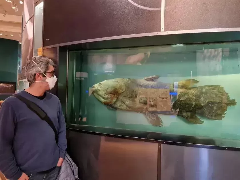Descoberta do celacanto revela novas transformações evolutivas