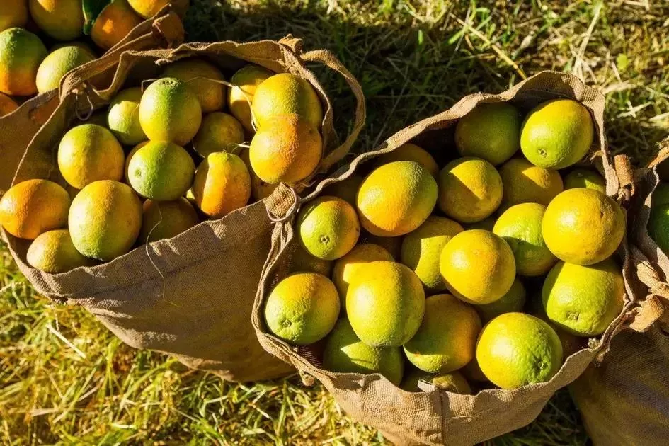 Expectativa de crescimento da safra de laranja é de 36% em 2025