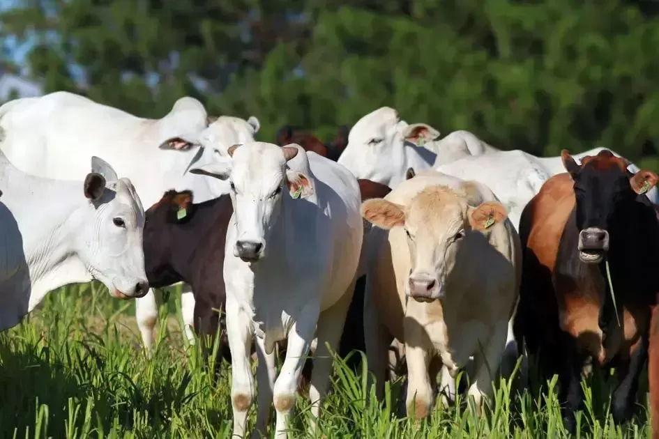 Expectativas para o preço do boi gordo em maio de 2025