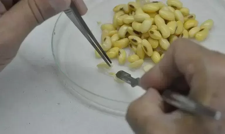 Fávaro apresenta pleito ao governo da China por biotecnologia