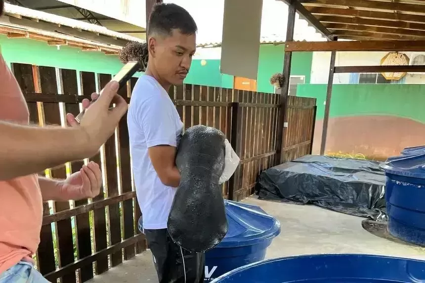 Filhote de peixe-boi-da-Amazônia é resgatado por ribeirinhos no Marajó