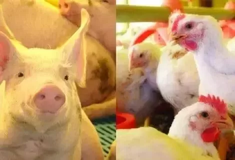 I Fórum RAM AGRO destaca desafios da resistência aos antimicrobianos