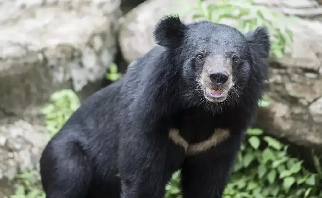 Idoso e cachorro são atacados e mortos por urso preto na Flórida