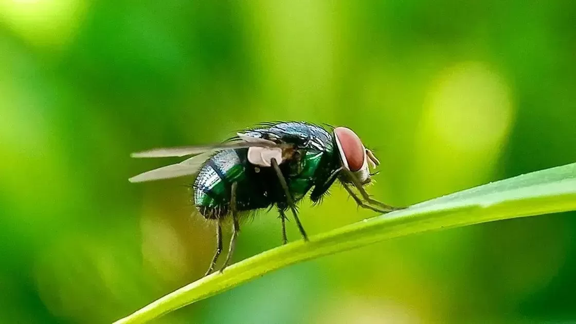 Nova ameaça aos pecuaristas: o retorno do Screwworm no Brasil