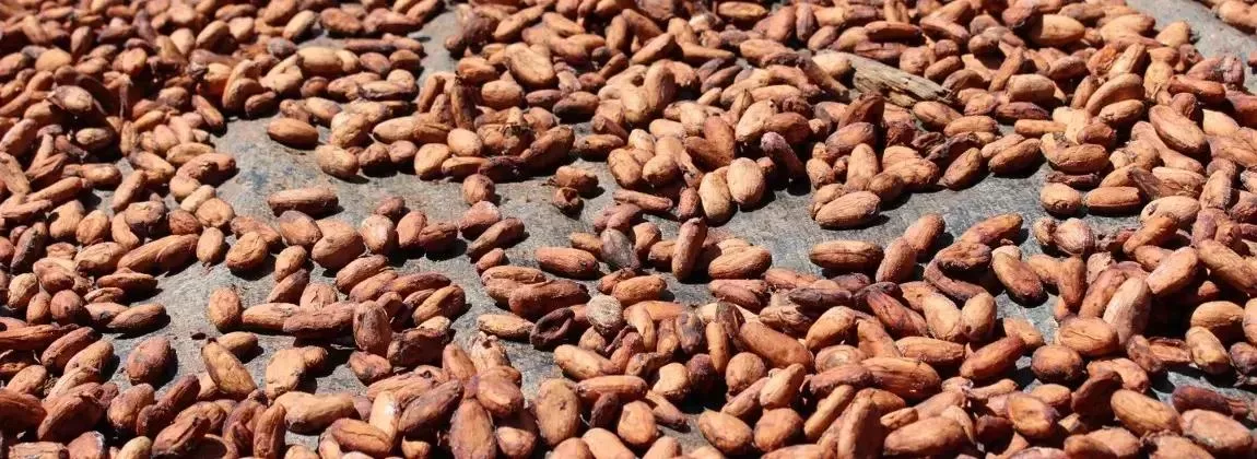 O Cacau de Tomé-Açu: uma joia da Amazônia e a agricultura sustentável