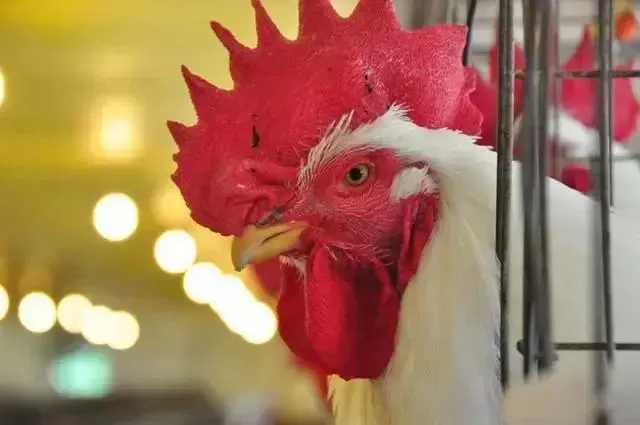 Preço do frango se mantém firme, enquanto ovos enfrentam queda intensa