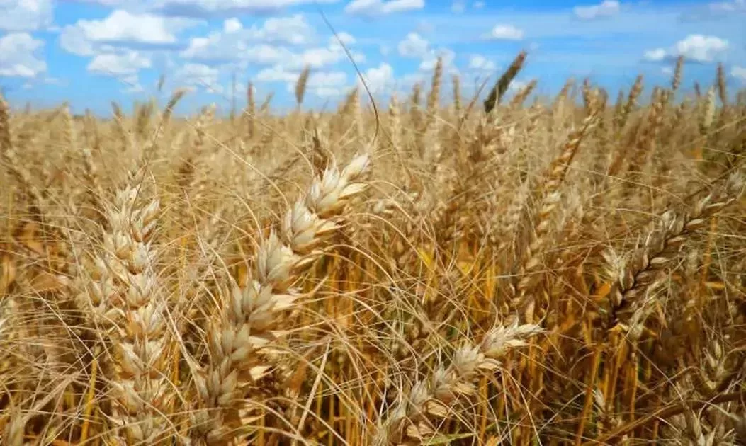 Produtores de trigo concentram esforços no campo e pressão nos preços