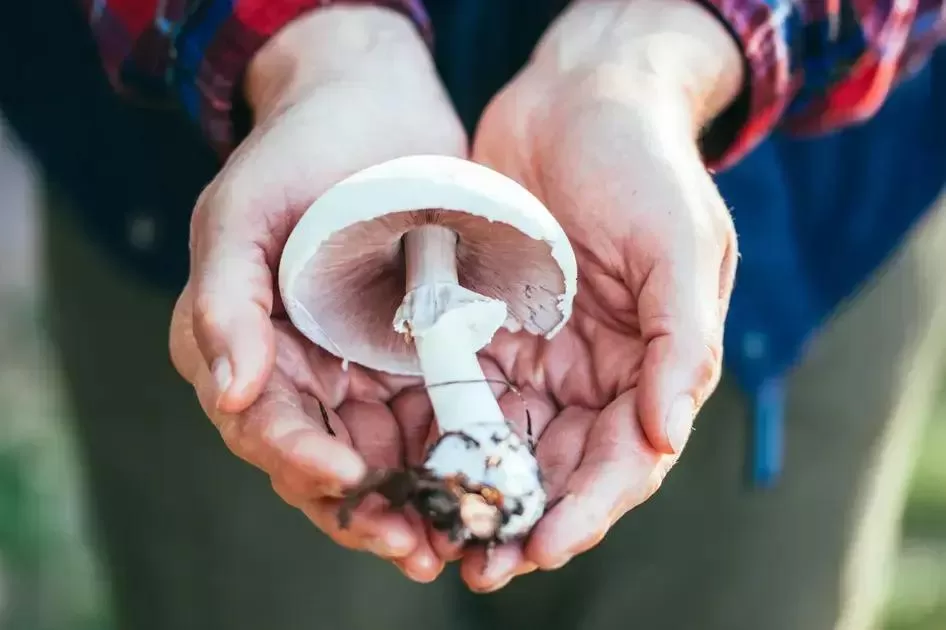 Psilocybin: A Promising Solution for Parkinson’s Symptoms