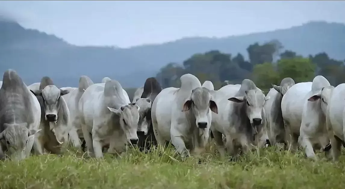Rio de Janeiro avança na agricultura sustentável com Protocolo de Intenções