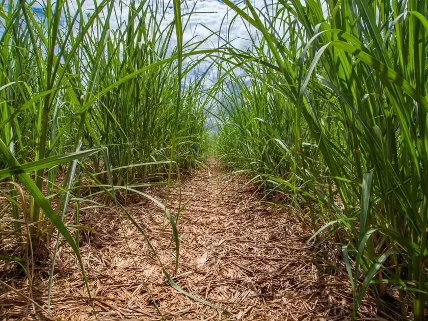 Tecnologia no setor canavieiro: uma resposta à queda na safra