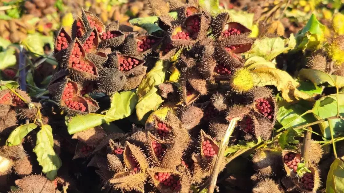 Urucum de Paranacity conquista selo de Indicação Geográfica